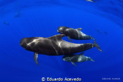 Pilot whales in the open ocean of the Canary Island,Tener... by Eduardo Acevedo 